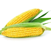 北方生态玉米